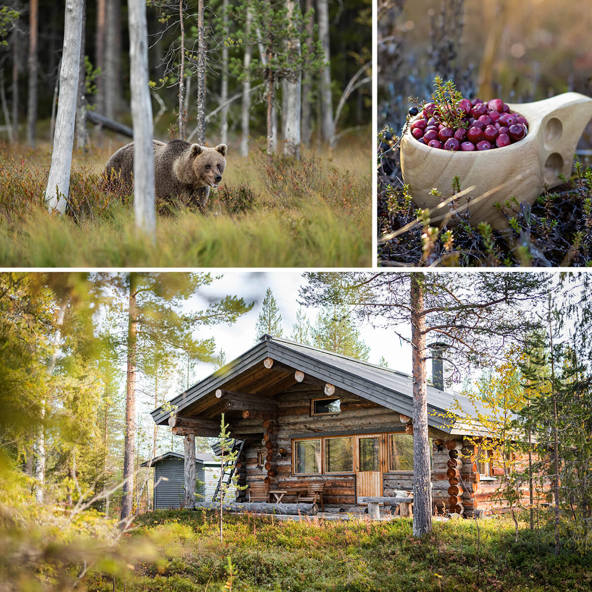 Composition de trois photos sur l'été indien en Laponie finlandaise en pleine forêt. Un ours cherche les dernières provisions avant d'hiberner, on mange les dernières baies, tout en se prélassant dans un chalet.  