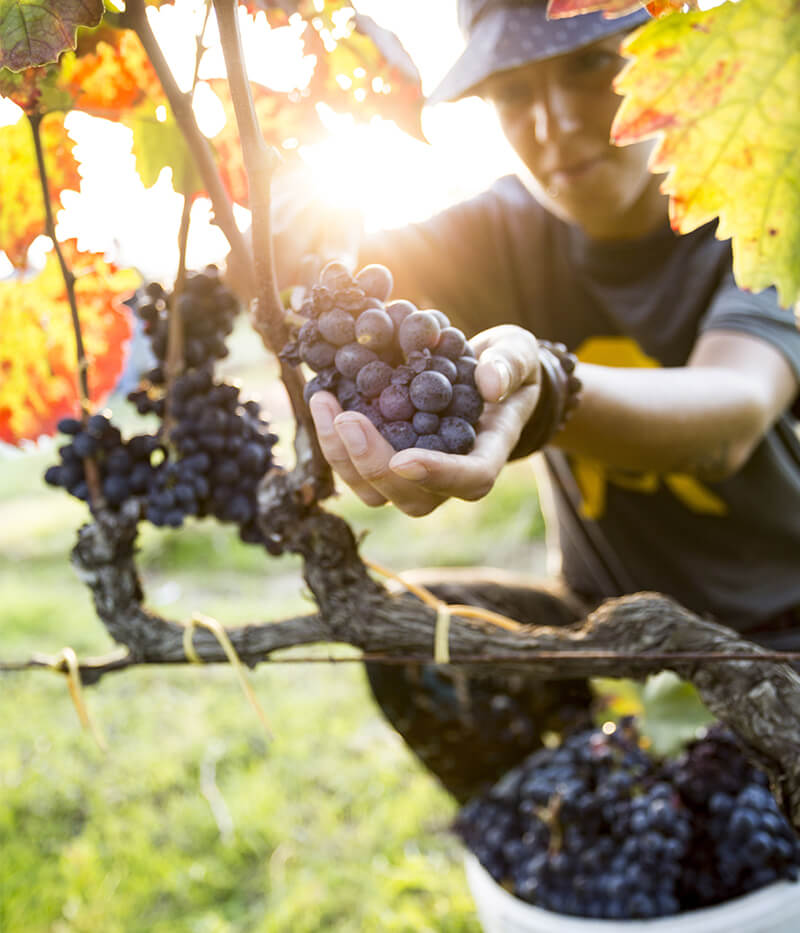 Une agricultrice ramasse des grappes de vin en Italie du Nord.