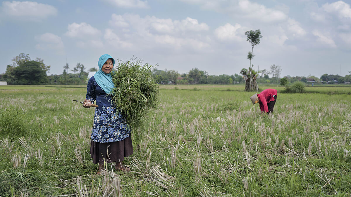 Photo illustrant la vie rurale javanaise. Deux femmes travaillent dans un champ de riz, l'une tient un grand pan de plantes de riz et l'autre les cueillent.