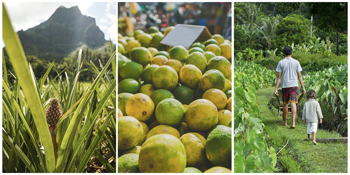 Composition de trois photos sur les produits vivriers de la Polynésie. À gauche, un jeune ananas est en train de pousser au milieu de longues feuilles épineuses. Au milieu, un tas de citrons sur un marché. À droite, un homme, suivi de son enfant, va récolter des bananes dans son champ.