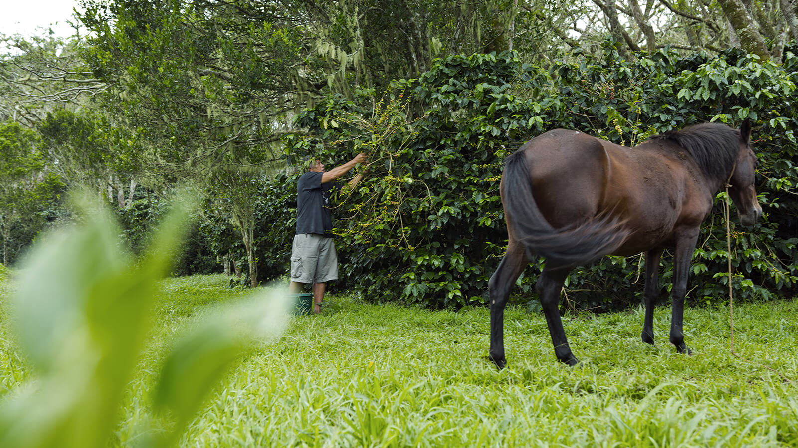 Photo d'un homme ramassant des fruits en Polynésie française. Un cheval est au premier plan.