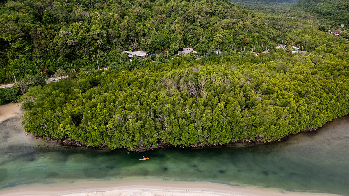 Une forêt de mangroves de l'île de Koh Kood, un kayakiste descend le lagon.